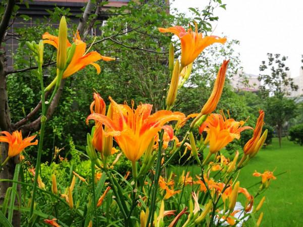 100種常見植物圖鑑,出門識花不再難,適合給小孩子做科普範文 100種常見植物圖鑑,出門識花不再難,適合給小孩子做科普範文