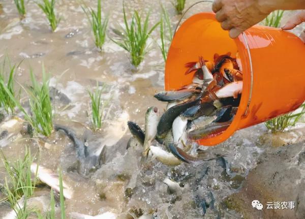 快看——稻田裡的那條魚