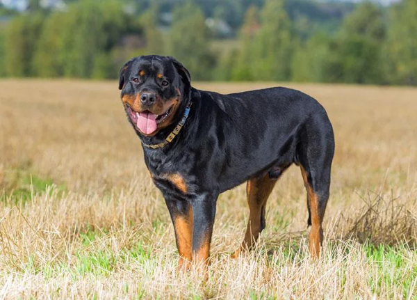 25種最聽話的狗狗 25種最聽話的狗狗