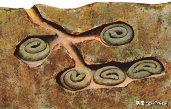 大連蛇島瘋狂“內卷”,一平方公里2萬多條蛇,島上的蛇越來越毒 大連蛇島瘋狂“內卷”,一平方公里2萬多條蛇,島上的蛇越來越毒