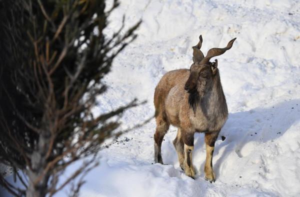 莫斯科動物園的動物們