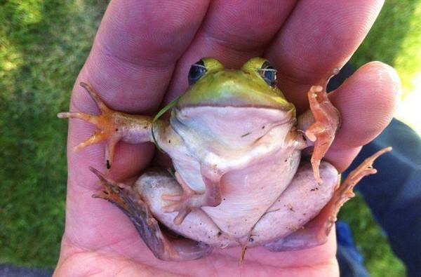 誰動了青蛙腿？五年間，美國出現大量畸形青蛙，是環境汙染所致？