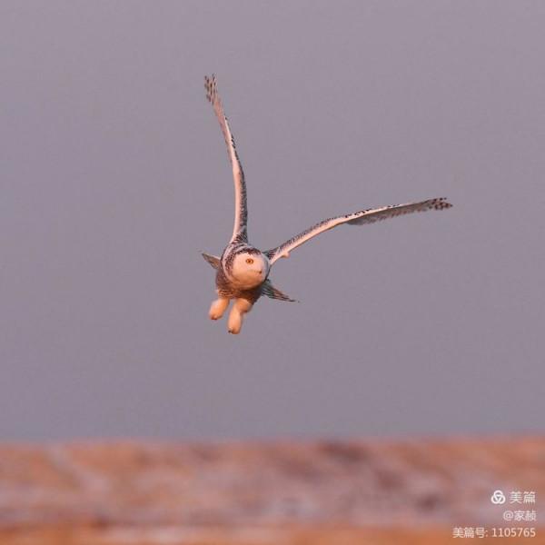 寒極精靈—雪鴞