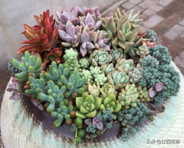 單株多肉看膩了，不妨試試合起來混種，打造多肉拼盤，秀色可餐
