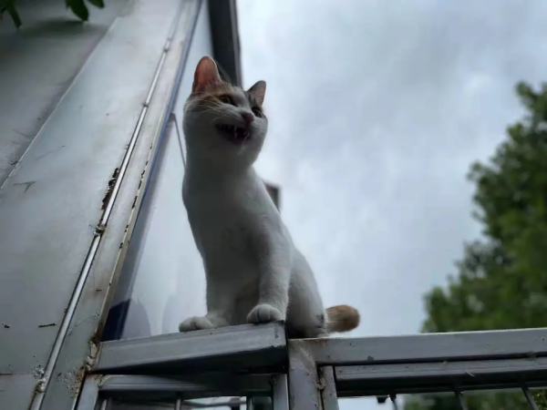 米麒麟:我掉缸怎麼了? 米麒麟:我掉缸怎麼了?