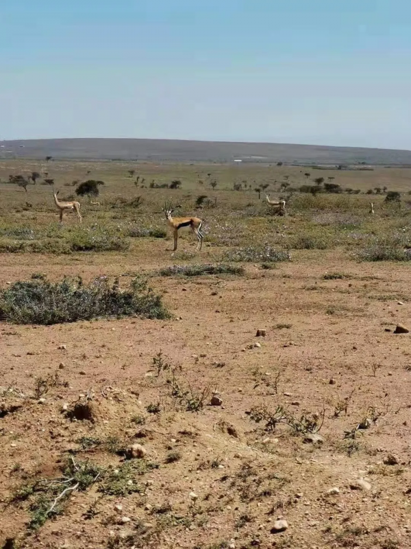 一個駐外女生和馬賽人的故事