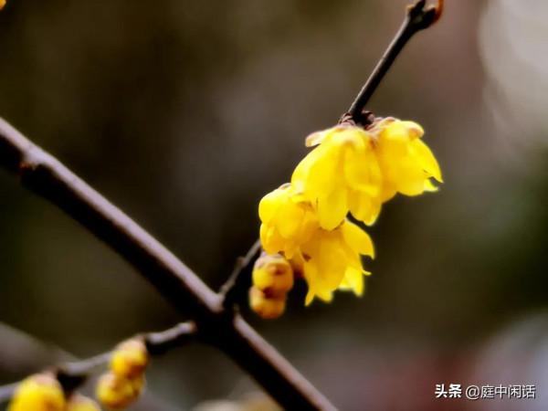 六十六初度隨想