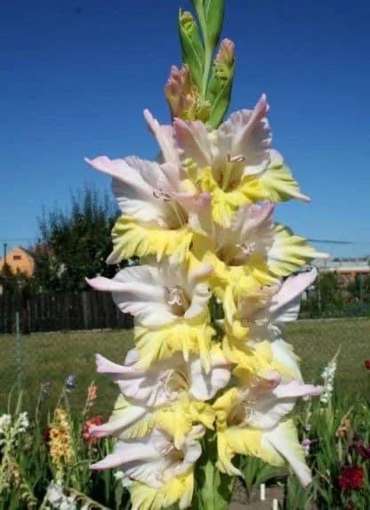 搖曳多姿的劍蘭 搖曳多姿的劍蘭