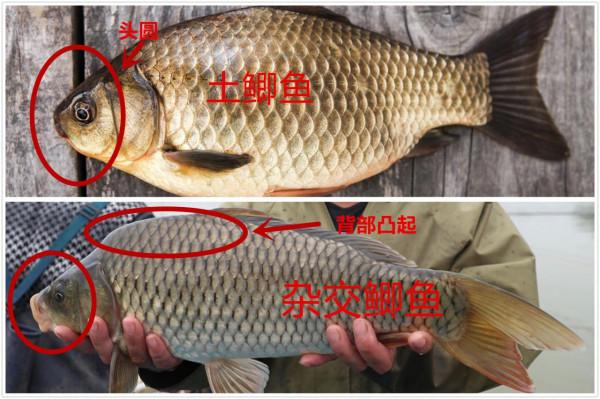 買鯽魚,分清“土鯽”和“雜交鯽”,價格差不多,鮮味差太遠了 買鯽魚,分清“土鯽”和“雜交鯽”,價格差不多,鮮味差太遠了