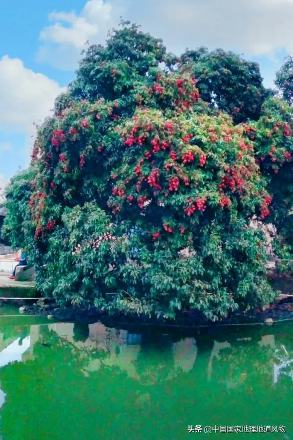 557億斤！5個第一！3個第二！水果大省廣西，到底有多“豪”？