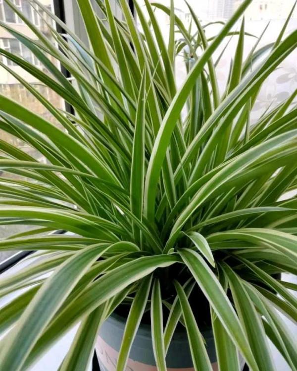 這些花要捨得剪，&OpenCurlyDoubleQuote;舊顏換新貌&rdquo;，越剪葉子越綠