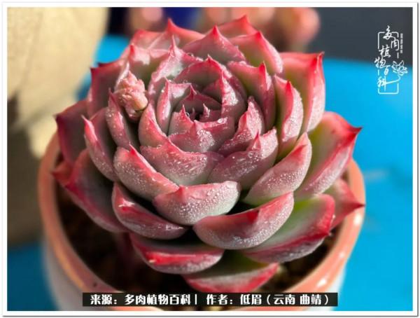 溫暖的多肉微語，陪你度過寒冷的聖誕平安夜！（2021）