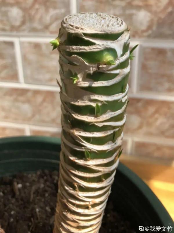 客廳養好樹，子孫一直富，8種樹養在家，鎮宅有安全感