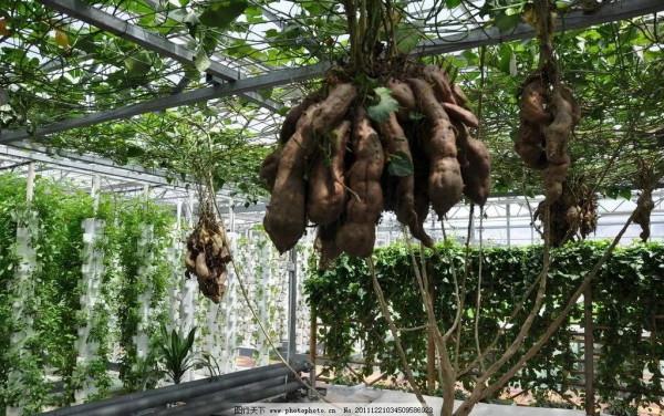 奇花異果有限公司年會（近百位奇花異果參加了本次年會）