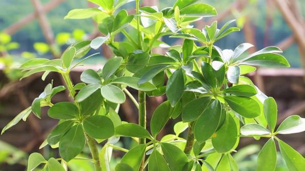 冬季養護鴨腳木，做到這點不落葉不黃葉