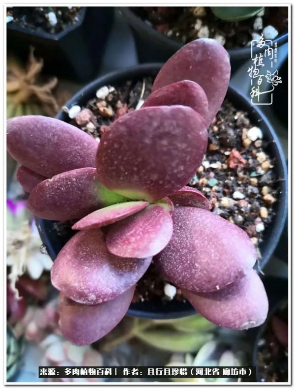 多肉的前世今生——論那些多肉的變化