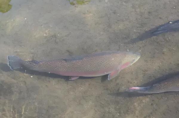 河北釣友深山溪流釣起許多“兇猛怪魚”,大的一斤多,野生虹鱒? 河北釣友深山溪流釣起許多“兇猛怪魚”,大的一斤多,野生虹鱒?