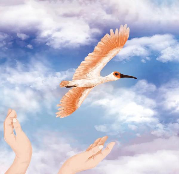 人與自然和諧共生教育:朱䴉(上) 人與自然和諧共生教育:朱䴉(上)