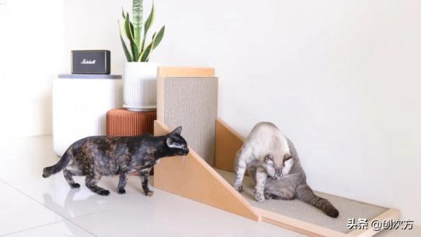 貓抓板豎立，貓咪面壁鑿光