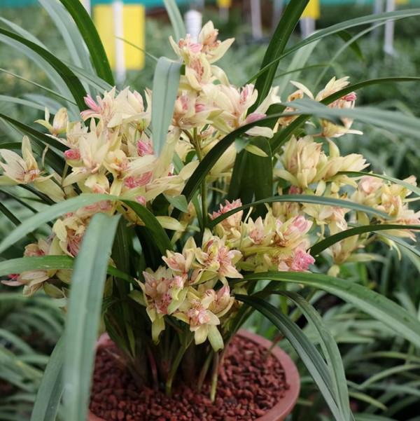 六種漂亮花，越“冷”越開花，吉祥又大氣，建議養一盆