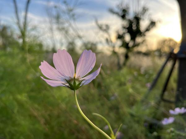 iPhone 13拍照實戰體驗：色調真實，想要高飽和度也沒問題