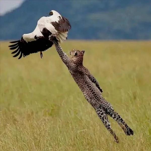 動物界奇趣瞬間抓拍，豐富多彩，異彩紛呈，難得一見，太驚豔了