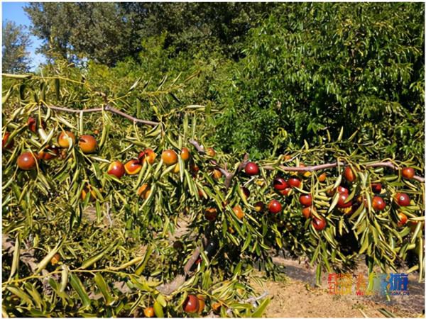 今年多雨水,棗子珍貴的很~京城這幾家棗園留住了秋日的甜蜜 今年多雨水,棗子珍貴的很~京城這幾家棗園留住了秋日的甜蜜