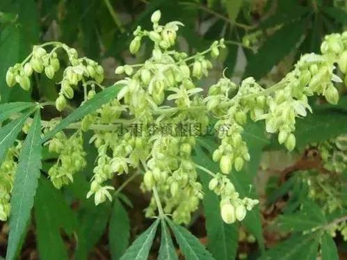 麻子，炒麻籽，麻湯飯及其他