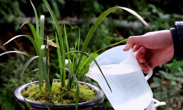 養花就怕招蟲子，教你幾招全滅掉