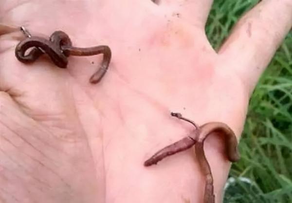 紅蟲和蚯蚓兩種蟲餌，我們在垂釣中選用哪個更合適？