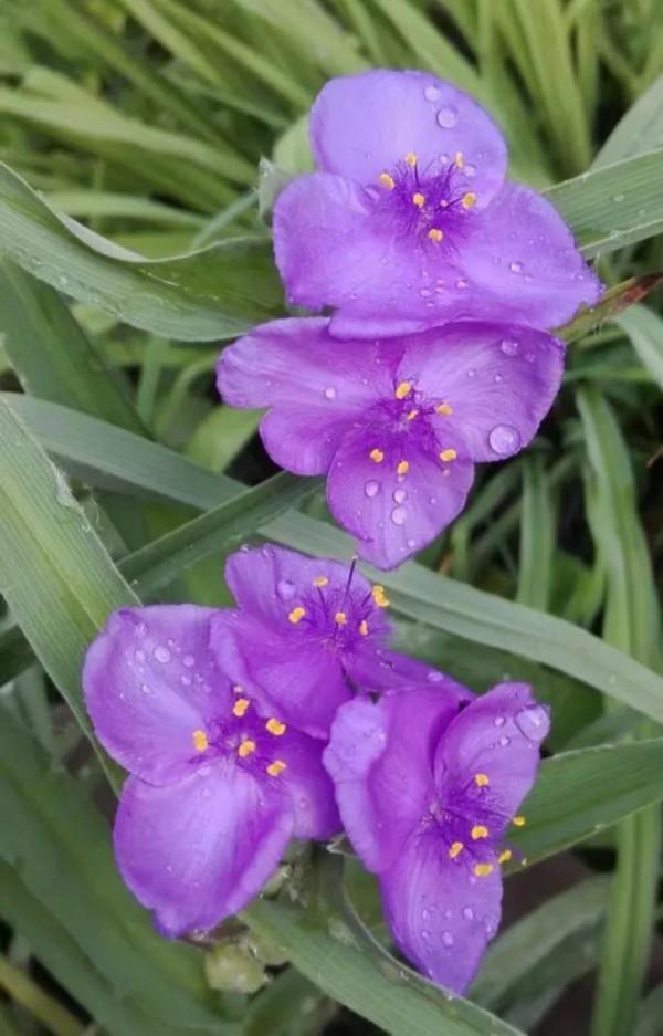 紫露草一一積極樂觀