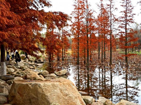 波光瀲灩水杉紅，層林盡染如畫中（之十一）