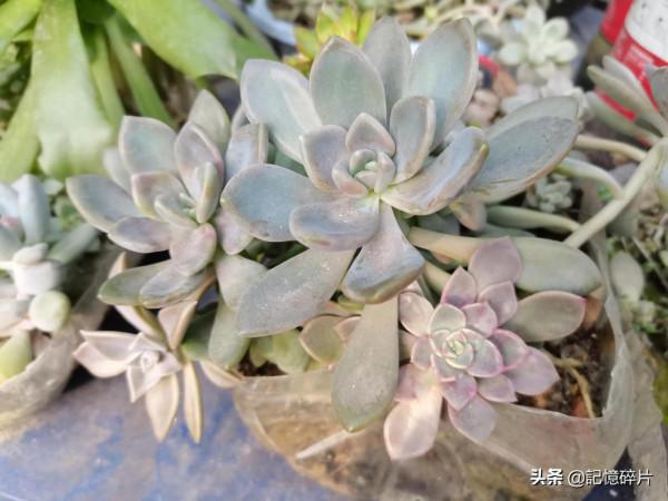 關於多肉服盆期的氣根現象，給花友們簡單講講