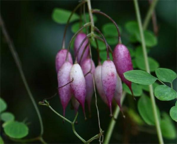 葉子發黃是什麼原因?有4個方面因素影響,所有花卉植物都一樣 葉子發黃是什麼原因?有4個方面因素影響,所有花卉植物都一樣