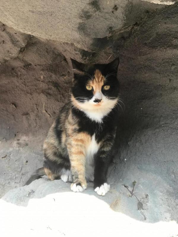 關於本人餵食流浪貓以來聽到的一些反對的聲音