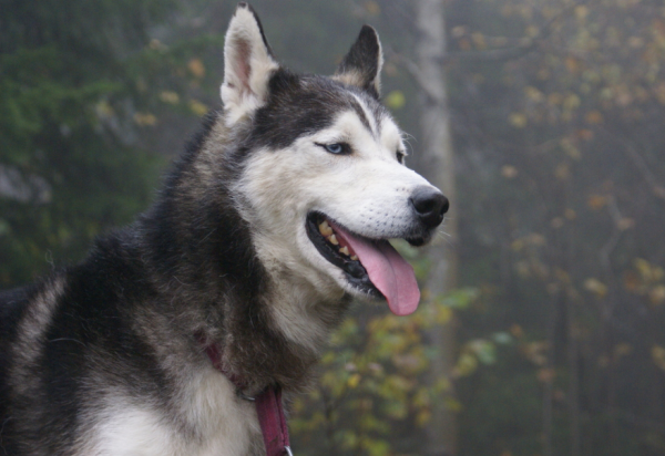 狗界“無攻擊性”犬種，哈士奇上榜