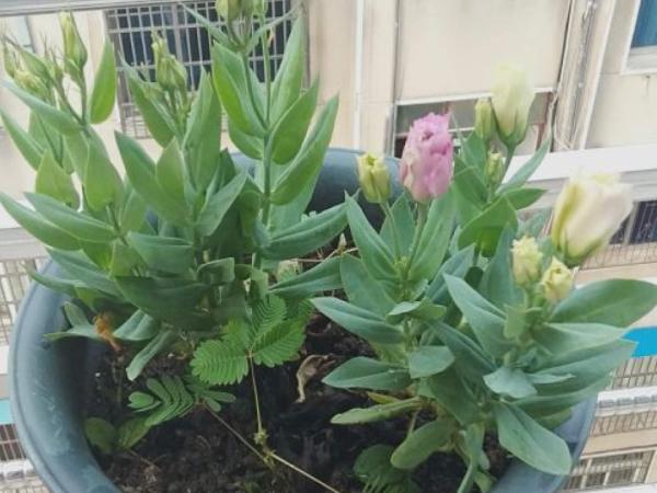 花市“一次性”的盆栽，開完花就死，未免太可惜