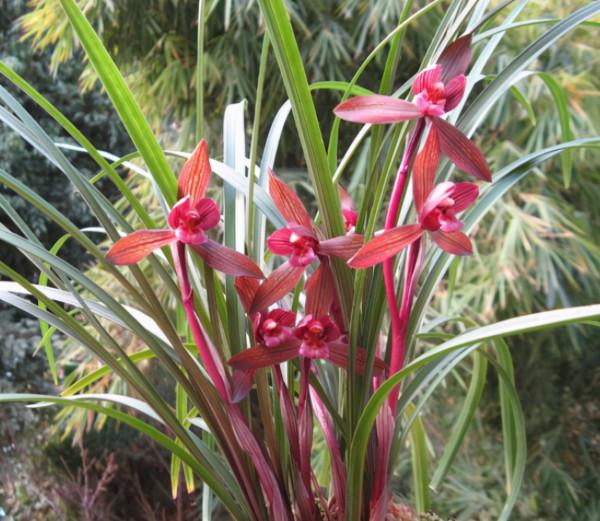 “18種”勤花勤苗的蘭花，價格不貴好養活，香味濃郁開品漂亮