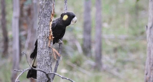 誰是傷害這些樹木的“真兇”?不是啄木鳥,啄木鳥不會這麼粗暴 誰是傷害這些樹木的“真兇”?不是啄木鳥,啄木鳥不會這麼粗暴