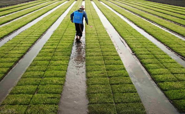 3萬斤蔬菜被銷燬,拍手稱快?不能到此結束,對比日本有兩點要做 3萬斤蔬菜被銷燬,拍手稱快?不能到此結束,對比日本有兩點要做