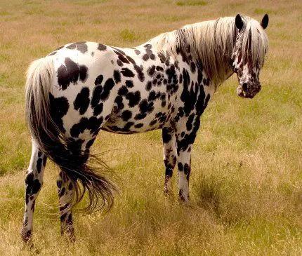 你見過斑點狗，但你見過斑點馬嗎