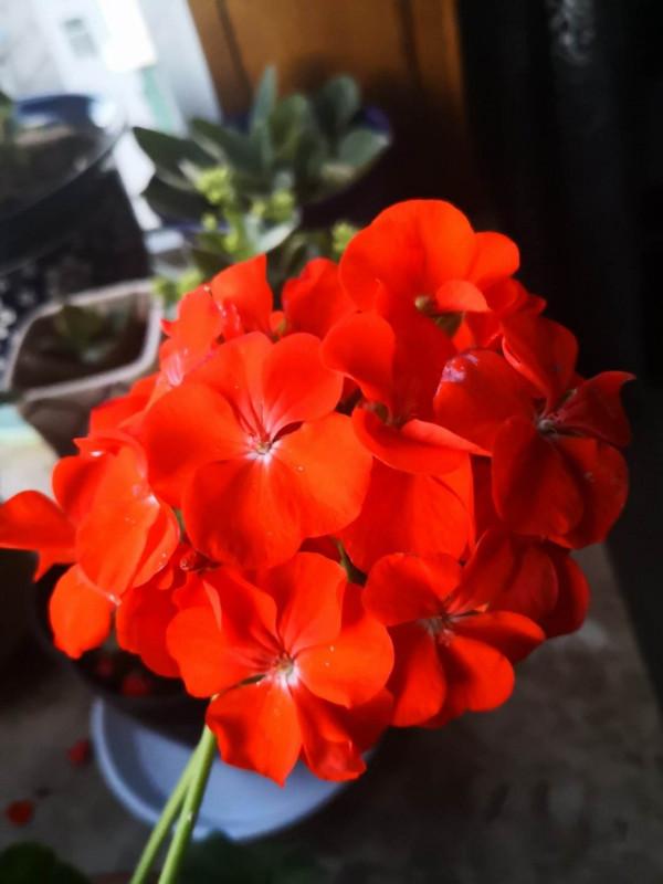 在家打造陽臺花園，種這5種花就夠了，小陽臺也能變花海