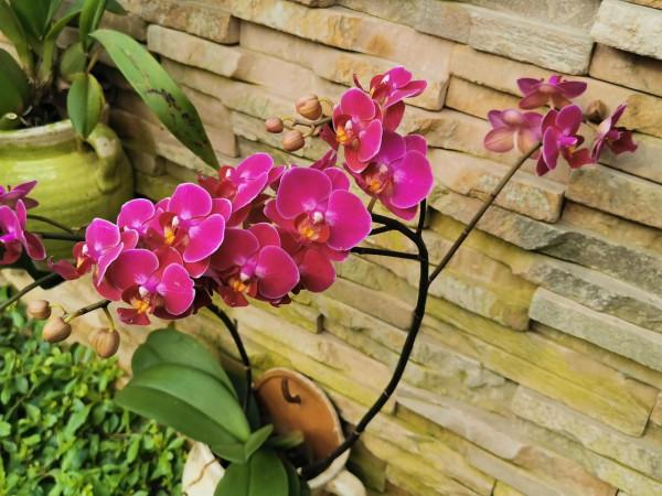 蝴蝶蘭花兒開，美好又可愛