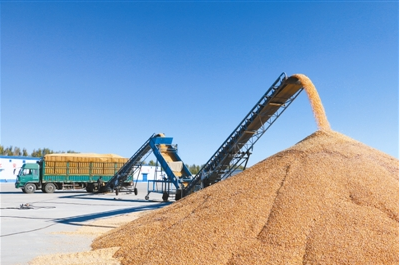 2019年，400噸中央儲備糧突然不翼而飛，是有內鬼還是江洋大盜？