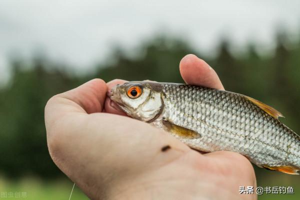 浮漂不這樣用真是可惜了！僅需改變一個細節，便可成為漁獲搬運機