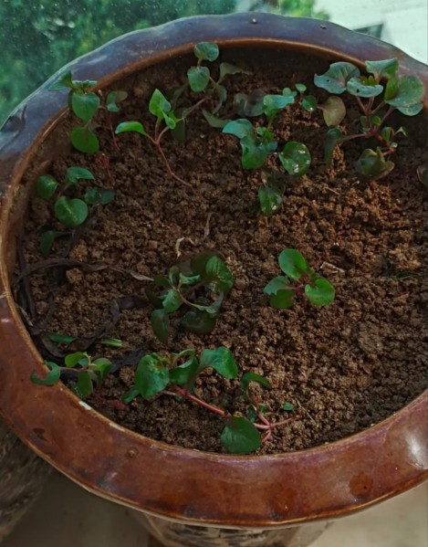 真正的陽臺懶人菜,錦繡莧,只需一棵就能爆盆 真正的陽臺懶人菜,錦繡莧,只需一棵就能爆盆