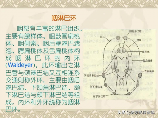 咽喉部解剖最全圖解，值得收藏