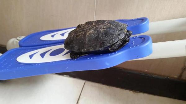 我有一隻養了12年的龜