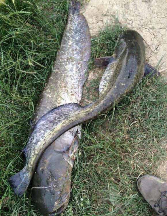 秋季釣黃骨魚攻略,連竿並不難,窩料餌料很好找 秋季釣黃骨魚攻略,連竿並不難,窩料餌料很好找