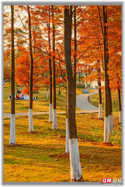 株洲萬豐湖溼地公園的水杉紅了,這自帶濾鏡的畫面也太美了 株洲萬豐湖溼地公園的水杉紅了,這自帶濾鏡的畫面也太美了